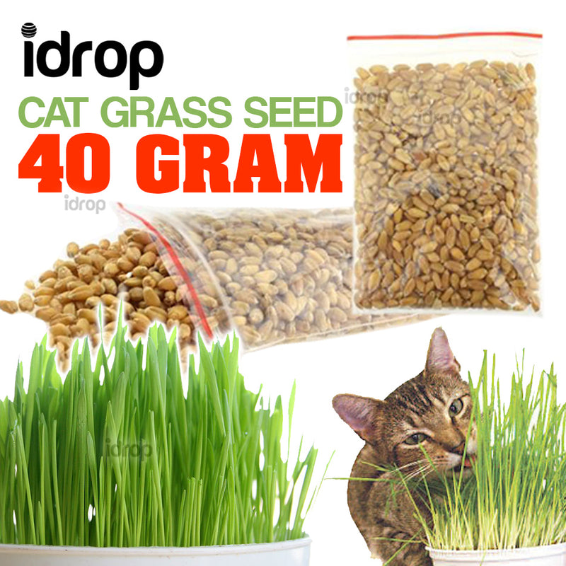 idrop 40g Cat Grass Healthy Organic Harvested Seeds