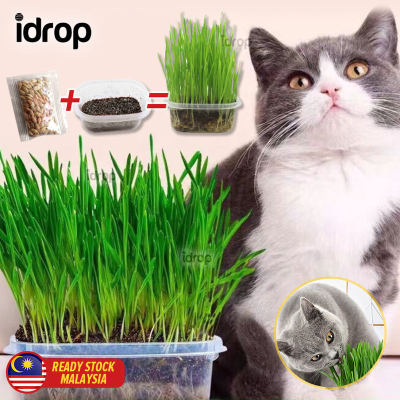 idrop Cat Grass Seed Set For Healthy Cat Hairball Solution / Set Benih Rumput Kucing Kucing Sihat / 用于健康猫毛球解决方案的猫草种子套装