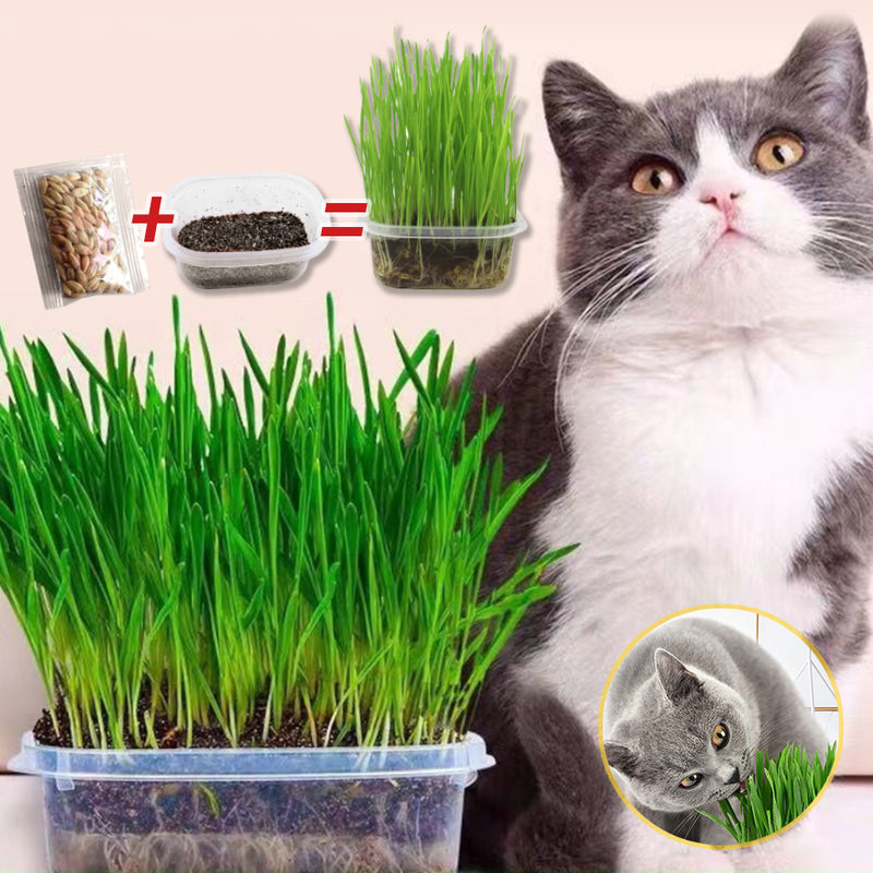 idrop Cat Grass Seed Set For Healthy Cat Hairball Solution / Set Benih Rumput Kucing Kucing Sihat / 用于健康猫毛球解决方案的猫草种子套装