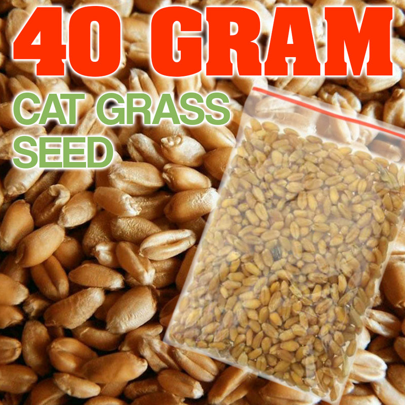 idrop 40g Cat Grass Healthy Organic Harvested Seeds