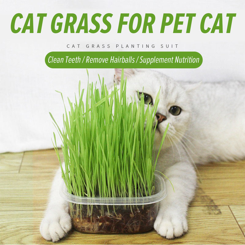 idrop Cat Grass Seed Set For Healthy Cat Hairball Solution / Set Benih Rumput Kucing Kucing Sihat / 用于健康猫毛球解决方案的猫草种子套装