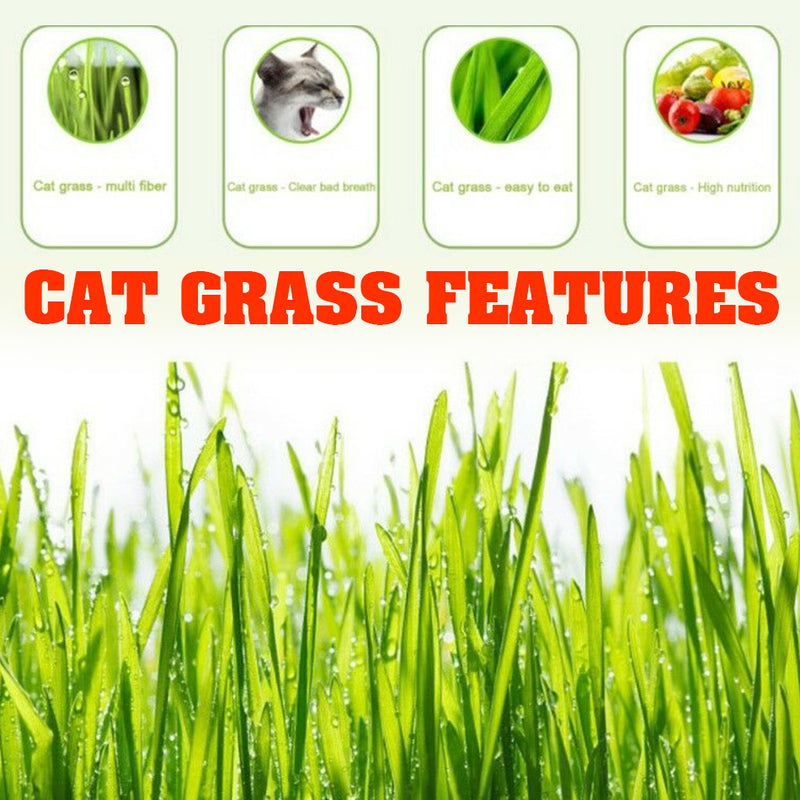 idrop 40g Cat Grass Healthy Organic Harvested Seeds