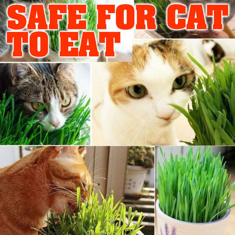 idrop 40g Cat Grass Healthy Organic Harvested Seeds