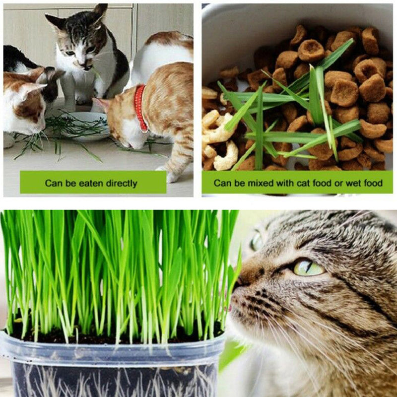 idrop 40g Cat Grass Healthy Organic Harvested Seeds