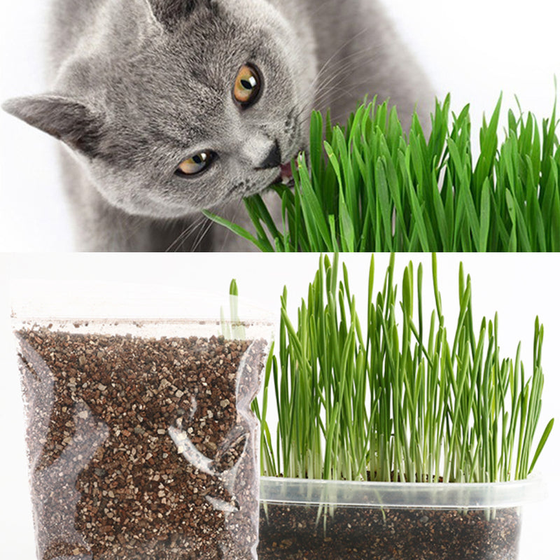 idrop Cat Grass Seed Set For Healthy Cat Hairball Solution / Set Benih Rumput Kucing Kucing Sihat / 用于健康猫毛球解决方案的猫草种子套装